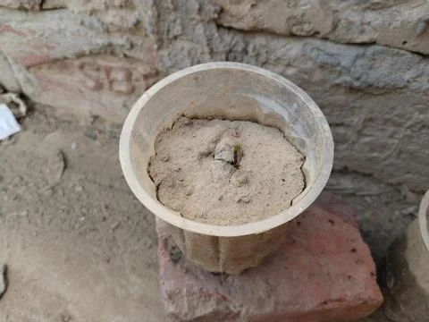 Java Plum Plant with drip irrigation - Drip Irrigation Installed for Tree P.. Foto stock