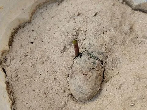 Java Plum Plant with drip irrigation - Drip Irrigation Installed for Tree P.. Foto stock