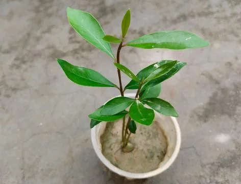 Java Plum Plant with drip irrigation - Drip Irrigation Installed for Tree P.. Stock Photos