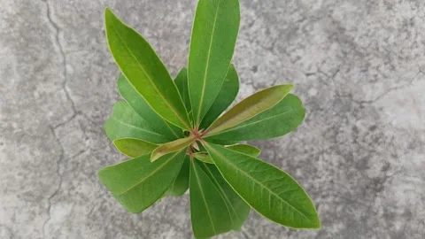 Java plum seedlings top view  Video stock 253047846