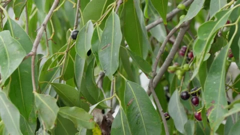 Java plum tree branches with fruits and leaves  daytime 4k 25p Stock Footage 246511939