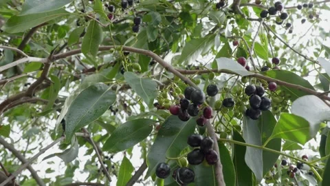 Java plum tree branches with fruits and leaves  daytime 4k 25p Stock Footage 246511946