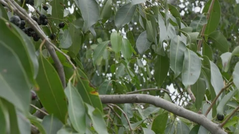 Java plum tree branches with fruits and leaves swaying daytime 4k 25p Stock Footage 246512215