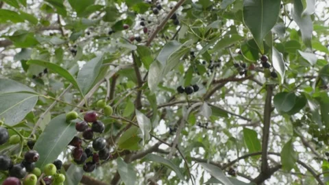Java plum tree branches with fruits and leaves swaying daytime 4k 25p Stock Footage 246512234