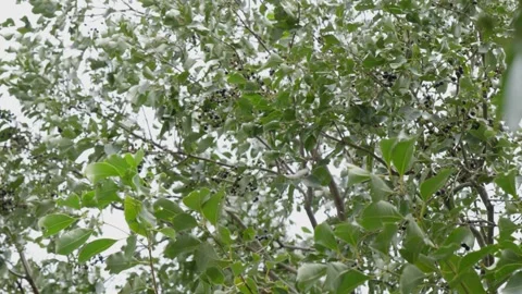 Java plum tree branches with fruits and leaves swaying daytime 4k 25p Stock Footage 246512303