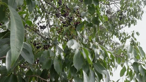 Java plum tree branches with fruits and leaves swaying daytime 4k 25p Stock Footage 246512478