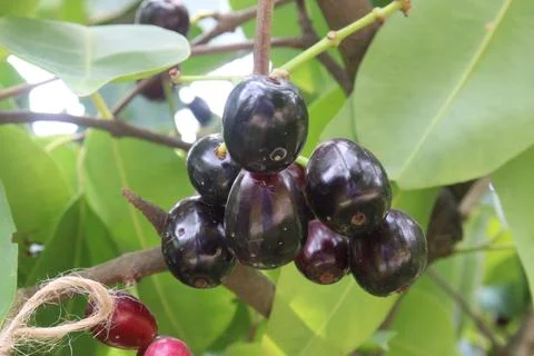 Java plum on tree in farm Stock-Fotos