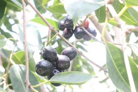 Java plum on tree in farm Stock-Fotos