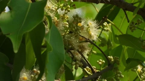 Java plum tree flowers in tree . Stock Footage 186937273