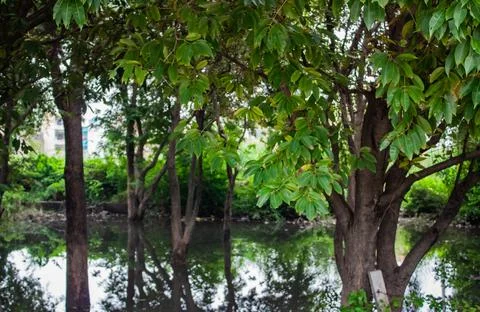 Java Plum Tree leaves in a wide shot with dirty water pond. Stock Photos