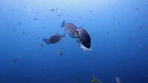 Java Rabbitfish feeding on salp Stock Footage 95066956