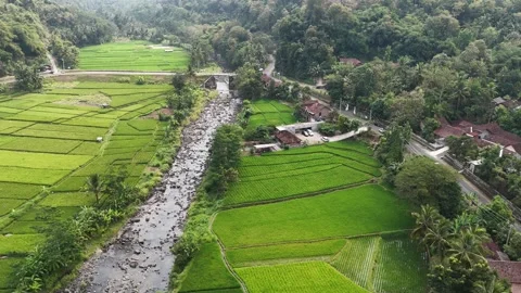 Java Rice Fields and River in Dry Season Aerial View Stock Footage 338366630