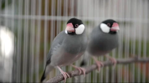 Java rice finch sitting on a branch 库存影片 68767379