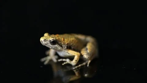 Java Rice Frog, Javan Chorus-frog, Microhyla achatina Javanese Narrow-mouthed Fr 動画素材 241157451