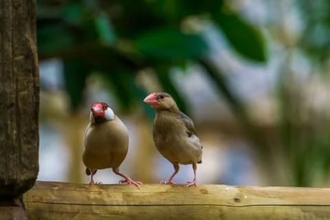 Java rice sparrow couple together on a wooden pole, Male and female java finc 스톡 사진