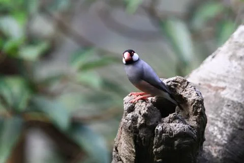 The Java rice sparrow. at hk park Stock Photos
