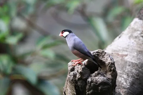 The Java rice sparrow. at hk park Stock Photos
