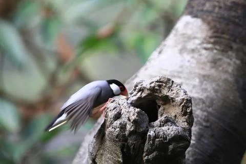 The Java rice sparrow. at hk park Stock Photos