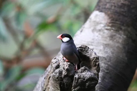 The Java rice sparrow. at hk park Stock Photos
