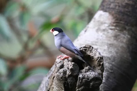 The Java rice sparrow. at hk park Stock Photos