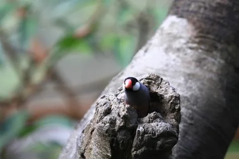 The Java rice sparrow. at hk park Stock-Fotos