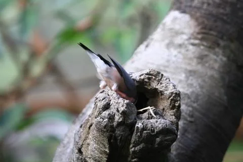 The Java rice sparrow. at hk park Stock Photos