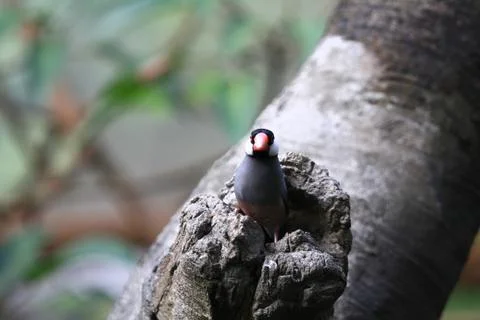 The Java rice sparrow. at hk park Stock Photos