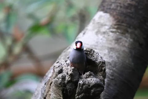 The Java rice sparrow. at hk park Stock Photos