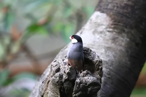 The Java rice sparrow. at hk park Stock Photos