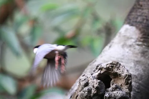 The Java rice sparrow. at hk park Stock Photos