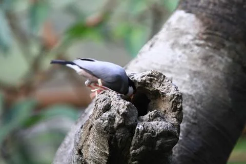 The Java rice sparrow. at hk park Stock Photos
