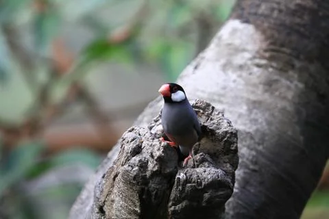 The Java rice sparrow. at hk park Stock Photos