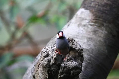 The Java rice sparrow. at hk park Stock Photos