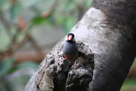 The Java rice sparrow. at hk park Stock Photos