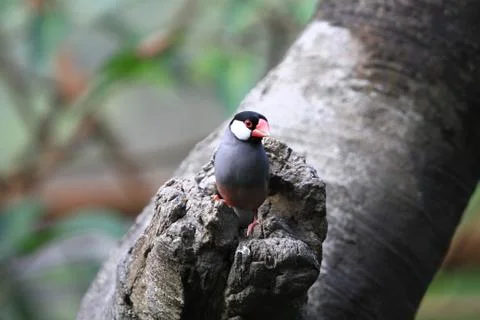 The Java rice sparrow. at hk park Stock Photos