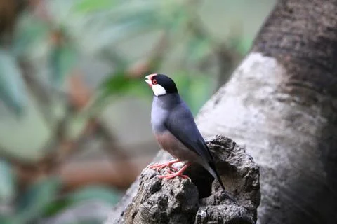 The Java rice sparrow. at hk park Stock Photos
