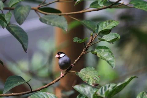 The Java rice sparrow. at hk park Stock Photos