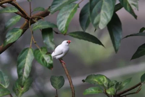The Java rice sparrow. at hk park Stock Photos