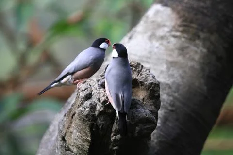 The Java rice sparrow. at hk park Stock Photos