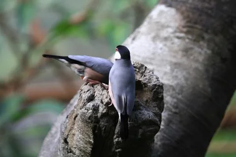 The Java rice sparrow. at hk park Stock Photos