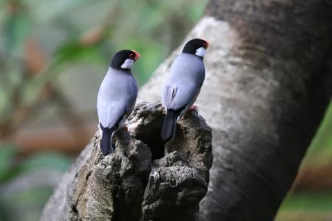 The Java rice sparrow. at hk park Stock Photos