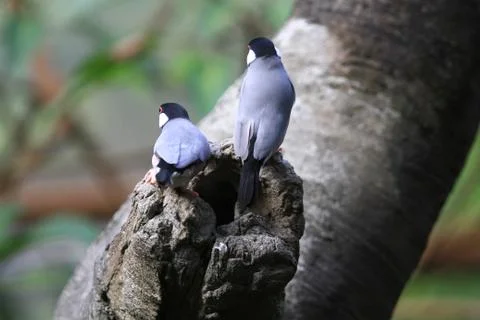 The Java rice sparrow. at hk park Stock Photos