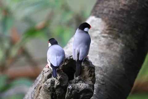 The Java rice sparrow. at hk park Stock Photos