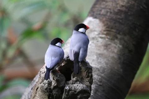 The Java rice sparrow. at hk park Stock Photos