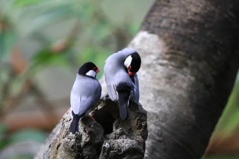 The Java rice sparrow. at hk park Stock Photos