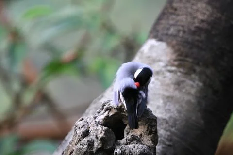 The Java rice sparrow. at hk park Stock Photos