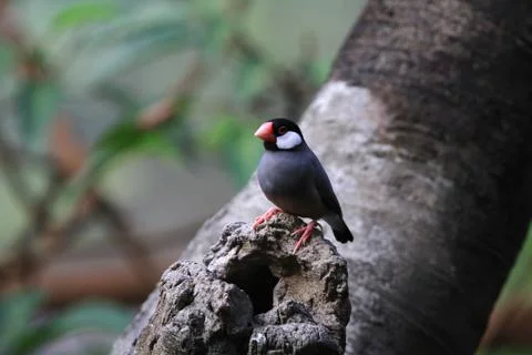 The Java rice sparrow. at hk park Stock Photos