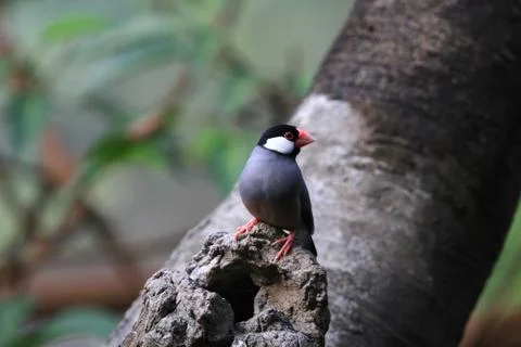 The Java rice sparrow. at hk park Stock Photos