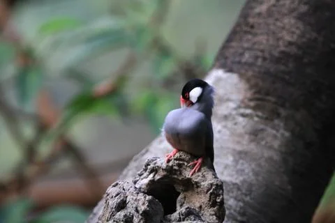 The Java rice sparrow. at hk park Stock Photos