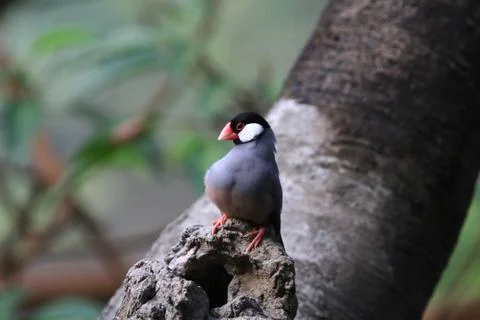 The Java rice sparrow. at hk park Stock Photos